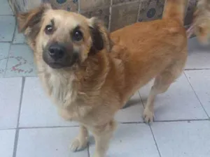 Cachorro raça Vira - lata idade 5 anos nome Ursinho
