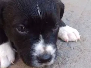 Cachorro raça vira lala idade Abaixo de 2 meses nome filhotes