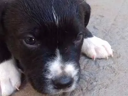 Cachorro ra a vira lala idade Abaixo de 2 meses nome filhotes