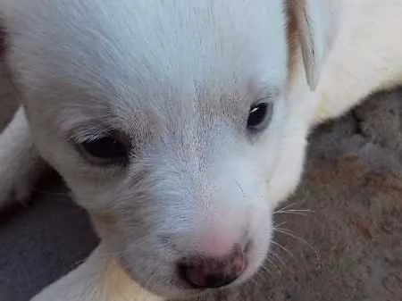 Cachorro ra a vira lala idade Abaixo de 2 meses nome filhotes