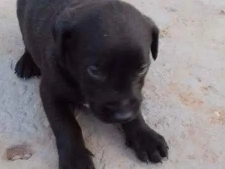 Cachorro ra a vira lala idade Abaixo de 2 meses nome filhotes