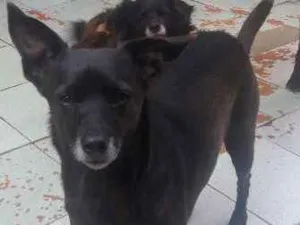 Cachorro raça Vira lata idade 4 anos nome Penélope 