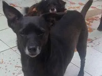 Cachorro ra a Vira lata idade 4 anos nome Penélope 