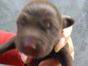 Cachorro raça SRD idade Abaixo de 2 meses nome Não tem nome ainda 