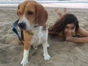 Cachorro raça Beagle  idade 3 anos nome Bowser