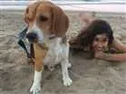 Cachorro raça Beagle  idade 3 anos nome Bowser