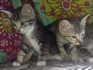 Gato raça Vira lata idade Abaixo de 2 meses nome Gatinhos