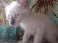 Gatinhos