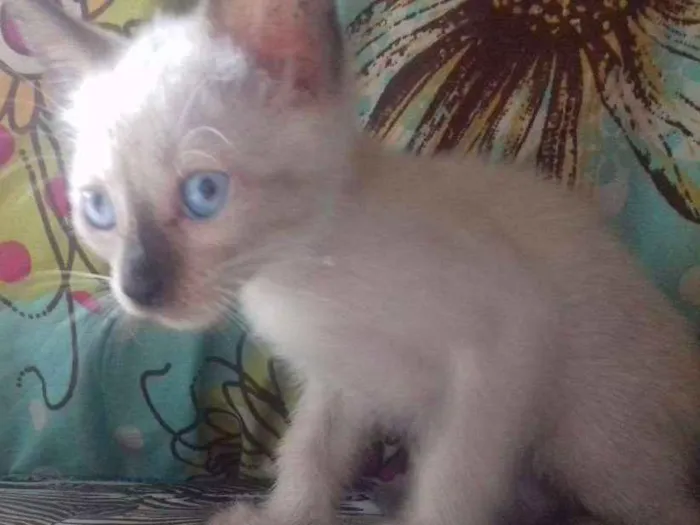 Gato raça Vira lata idade Abaixo de 2 meses nome Gatinhos