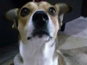 Cachorro raça Vira lata idade 3 anos nome Babi