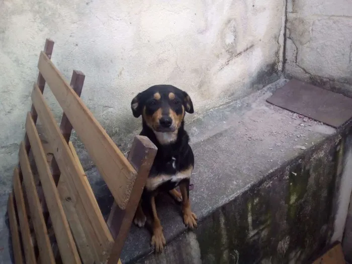 Cachorro ra a  idade 1 ano nome Preta