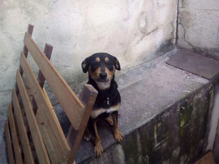 Cachorro ra a  idade 1 ano nome Preta