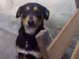 Preta