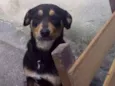 Preta