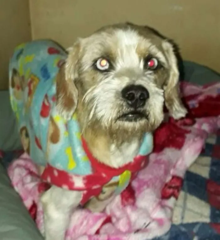 Cachorro ra a Lhasa Apson idade 1 ano nome Lenthy