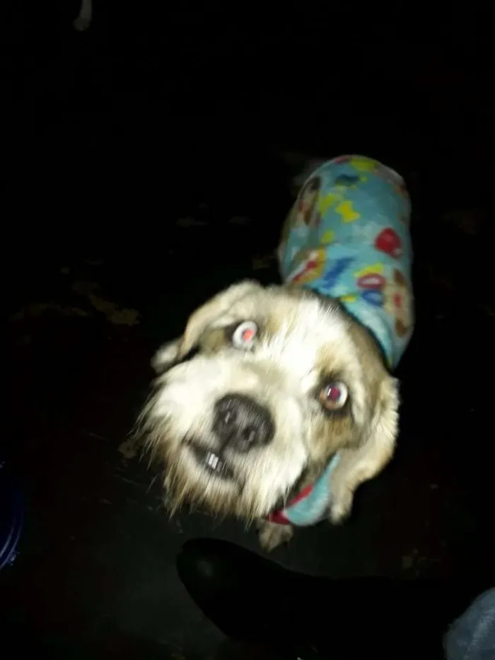 Cachorro ra a Lhasa Apson idade 1 ano nome Lenthy