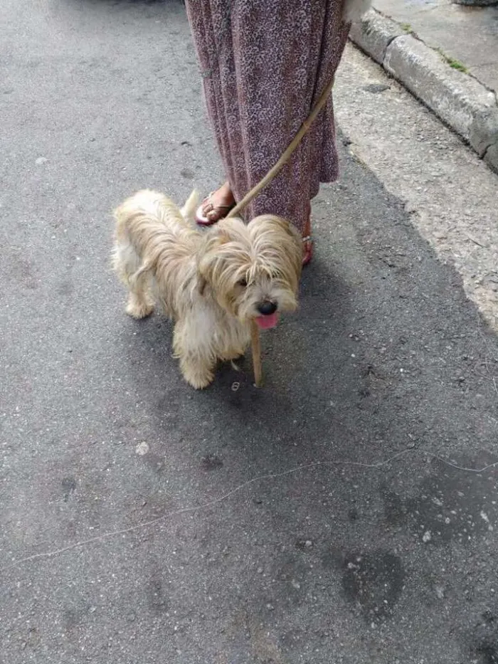 Cachorro ra a Lhasa Apson idade 1 ano nome Lenthy