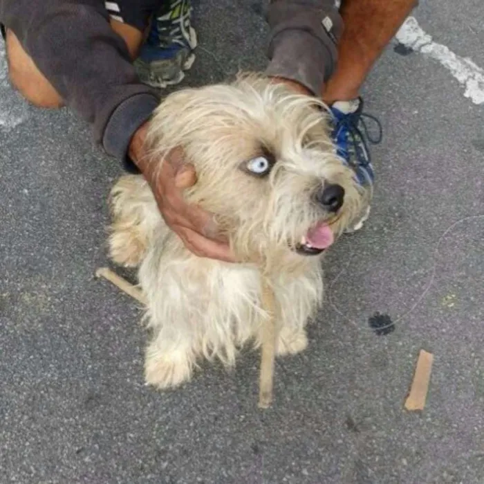 Cachorro ra a Lhasa Apson idade 1 ano nome Lenthy