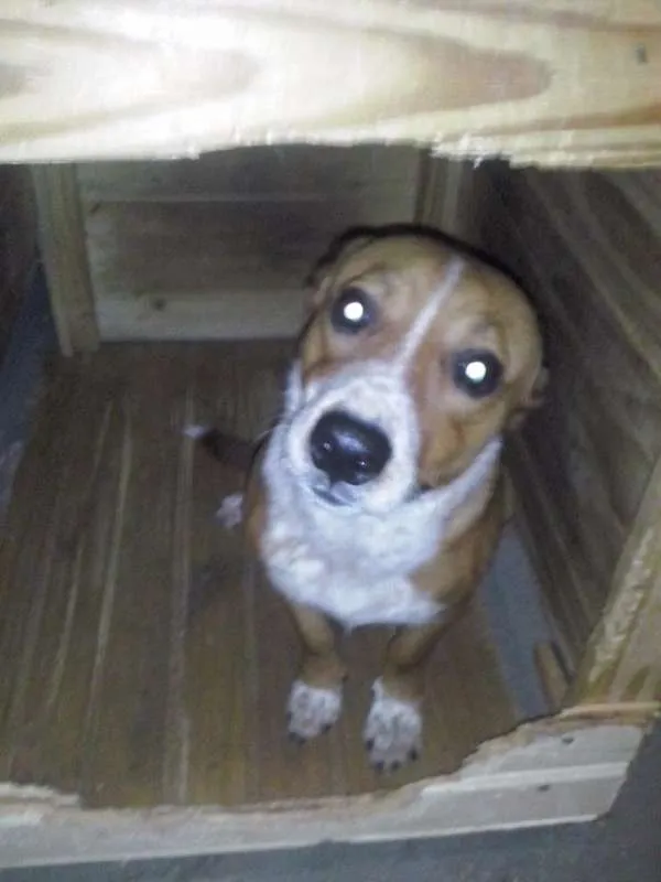 Cachorro ra a Basset-Cofap idade 7 a 11 meses nome Fredy e Capitu