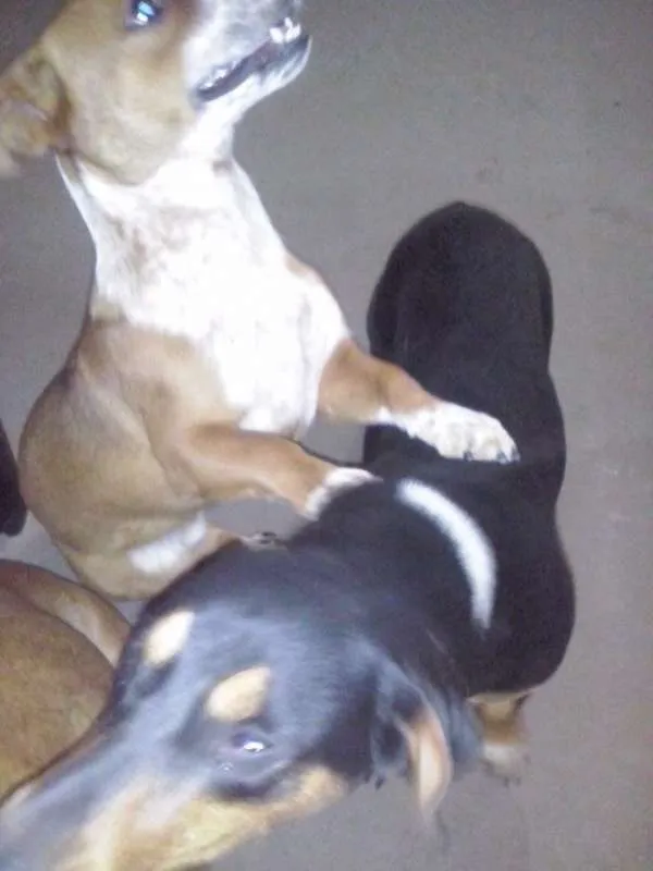 Cachorro ra a Basset-Cofap idade 7 a 11 meses nome Fredy e Capitu