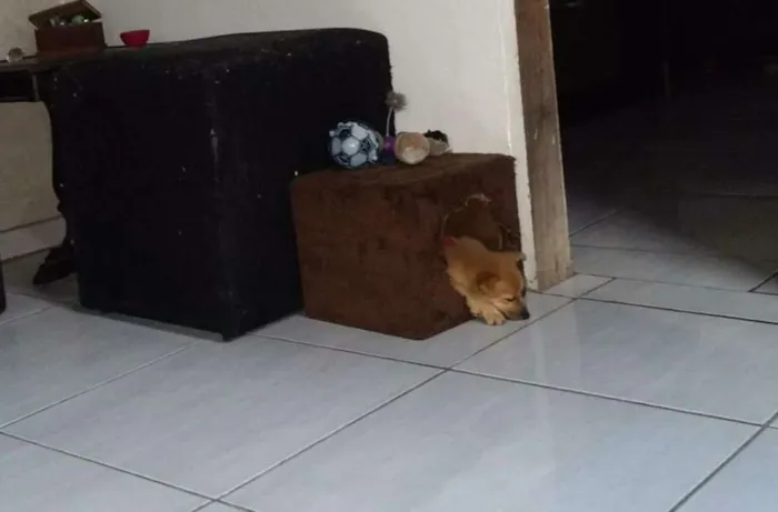 Cachorro raça Srd idade 2 a 6 meses nome Baunilia