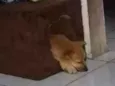 Baunilia