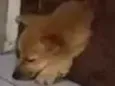Baunilia