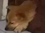 Cachorro raça Srd idade 2 a 6 meses nome Baunilia