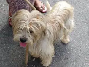 Cachorro raça Lhasa Apson idade 1 ano nome Lenthy