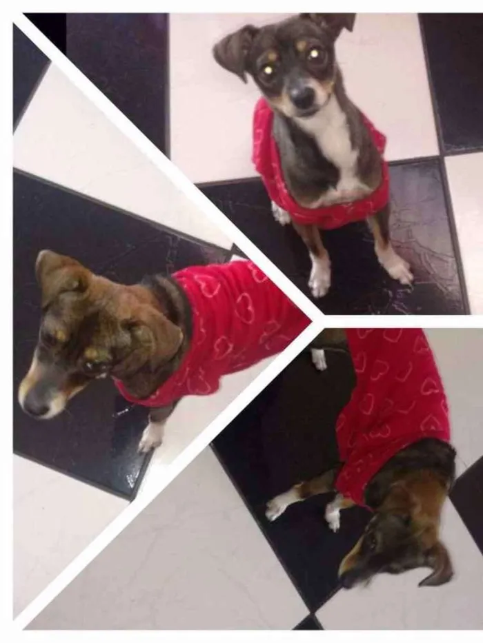 Cachorro ra a Vira lata idade 2 anos nome Pitucha