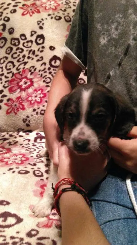 Cachorro ra a Vira lata  idade Abaixo de 2 meses nome Não tem 