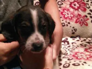 Cachorro raça Vira lata  idade Abaixo de 2 meses nome Não tem 