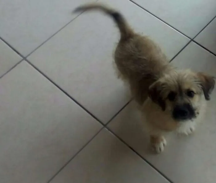 Cachorro ra a Vira lata idade 2 a 6 meses nome Sadam
