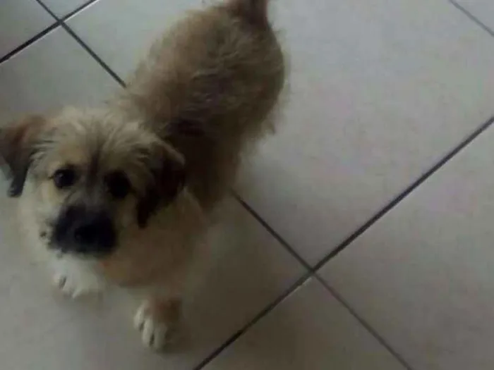 Cachorro ra a Vira lata idade 2 a 6 meses nome Sadam