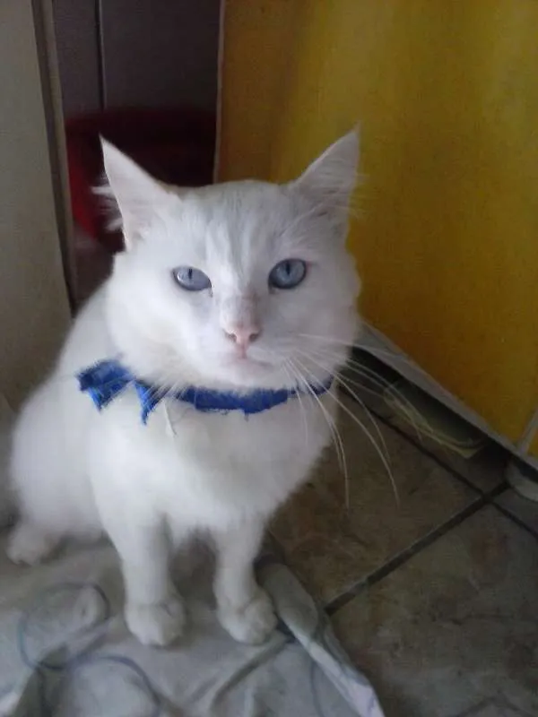 Gato ra a Angorá turco idade 2 anos nome floco de neve