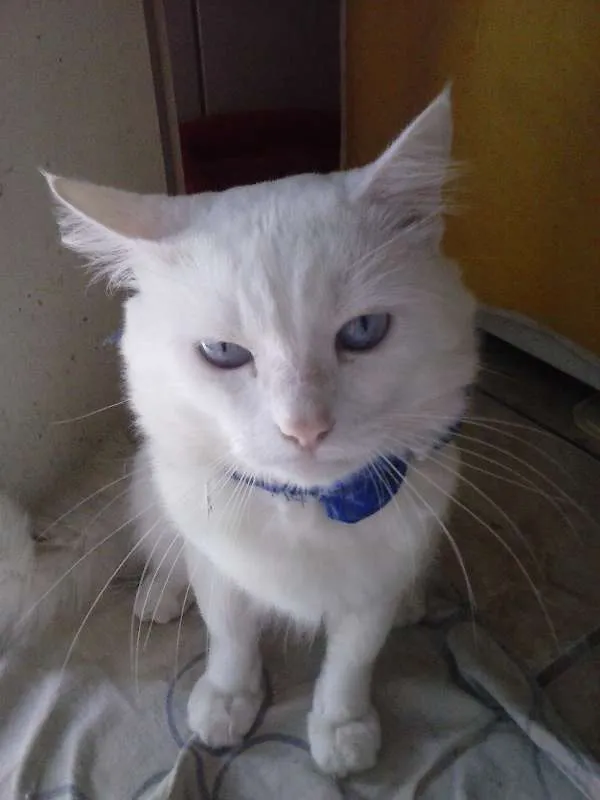 Gato ra a Angorá turco idade 2 anos nome floco de neve