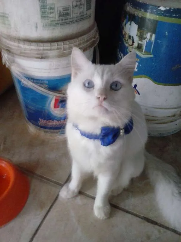Gato ra a Angorá turco idade 2 anos nome floco de neve