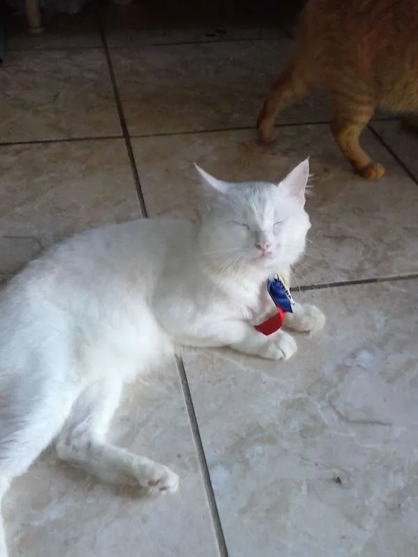Gato ra a Angorá turco idade 2 anos nome floco de neve