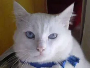 Gato raça Angorá turco idade 2 anos nome floco de neve