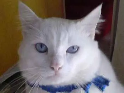 Gato ra a Angorá turco idade 2 anos nome floco de neve