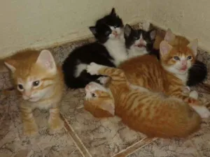 Gato raça SRD idade Abaixo de 2 meses nome Filhotinhos