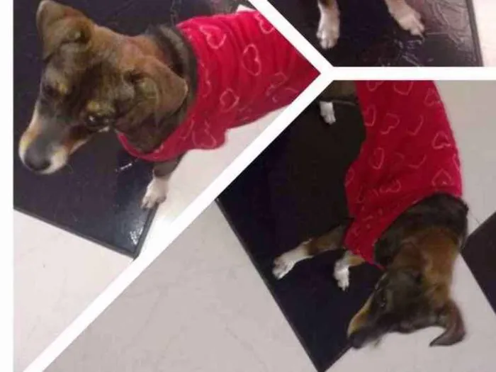 Cachorro ra a Vira lata idade 2 anos nome Pitucha