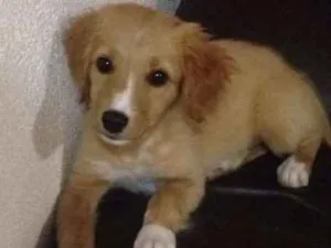 Cachorro raça SRD idade 2 a 6 meses nome Nenê