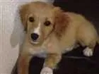 Cachorro raça SRD idade 2 a 6 meses nome Nenê