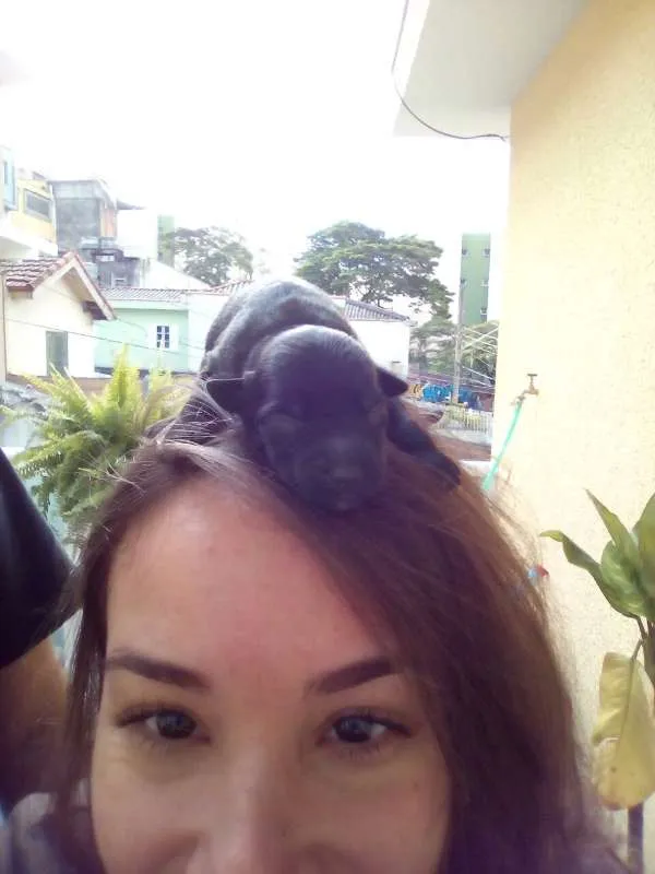 Cachorro ra a Vira-lata idade Abaixo de 2 meses nome Sem Nome