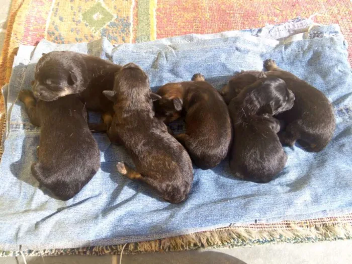 Cachorro ra a Vira-lata idade Abaixo de 2 meses nome Sem Nome