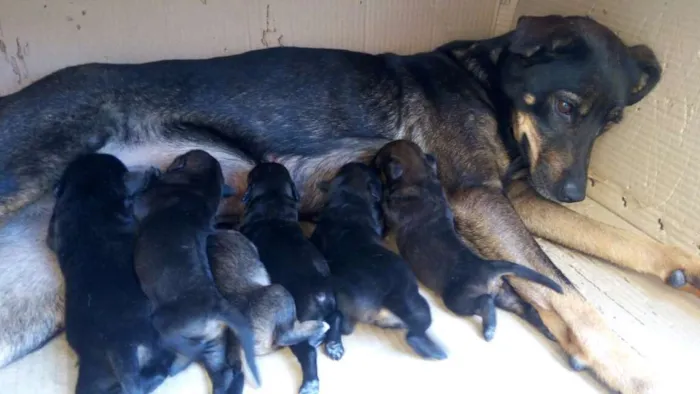 Cachorro ra a Vira-lata idade Abaixo de 2 meses nome Sem Nome