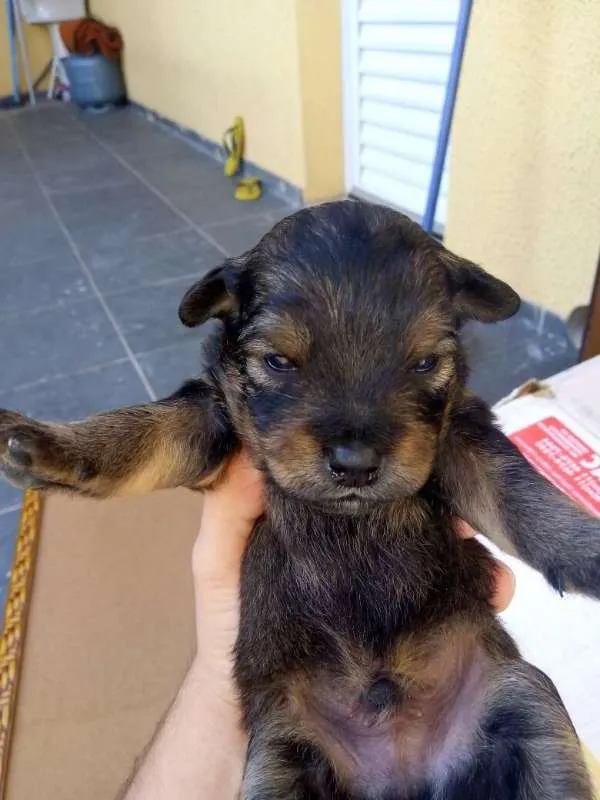 Cachorro ra a Vira-lata idade Abaixo de 2 meses nome Sem Nome