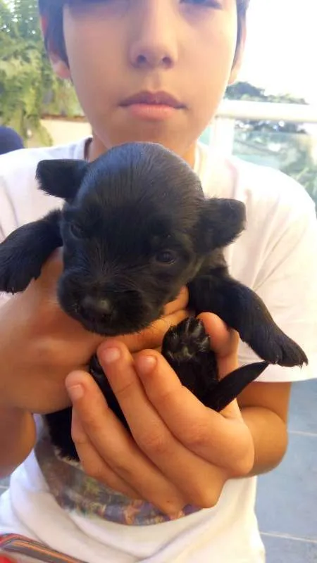 Cachorro ra a Vira-lata idade Abaixo de 2 meses nome Sem Nome