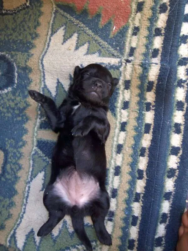 Cachorro ra a Vira-lata idade Abaixo de 2 meses nome Sem Nome